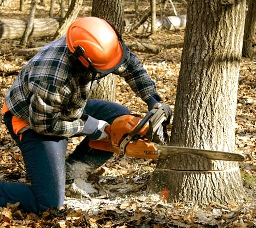 Tree Removal in Woodland, NC